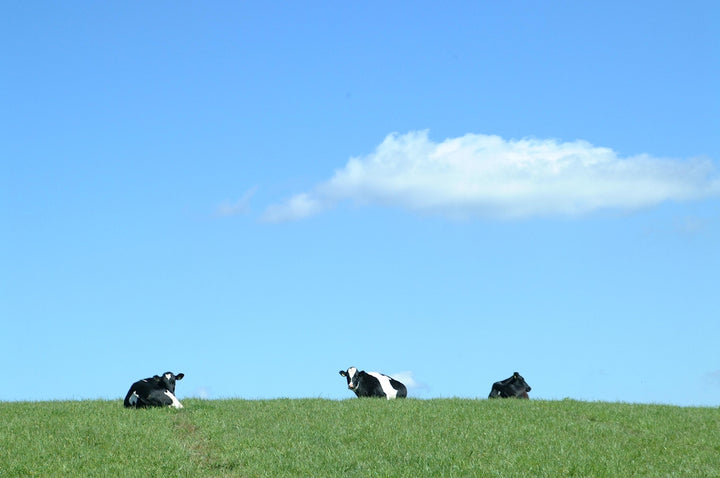 The Top Natural Antioxidants in Grass Fed Beef Organs for Focus and Mood Enhancement