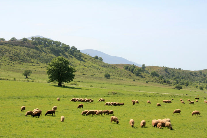 Exploring Grass Fed Beef Protein for Optimal Sports Performance and Muscle Recovery