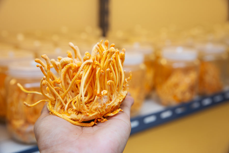 Cordyceps Extract (Fruiting Body)