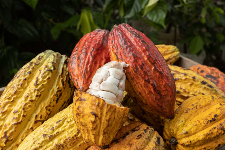 Cacao