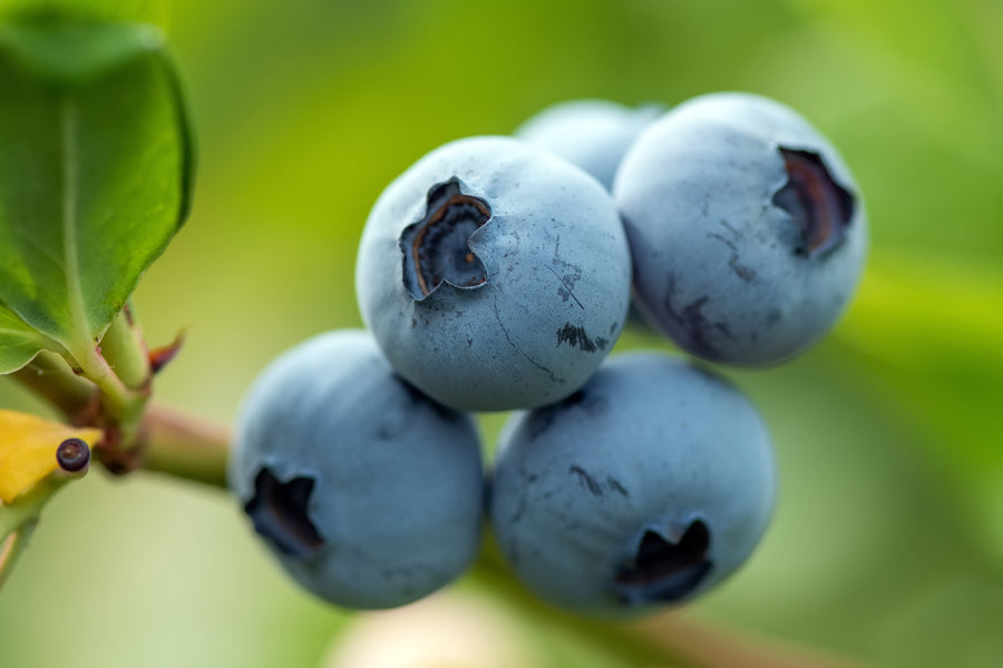 Blueberry