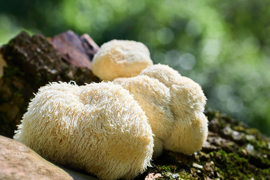 Lion's Mane Extract (Fruiting Body)
